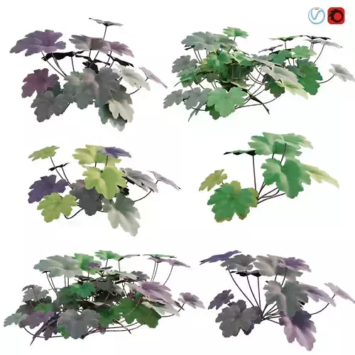 Heuchera - Coral Bells