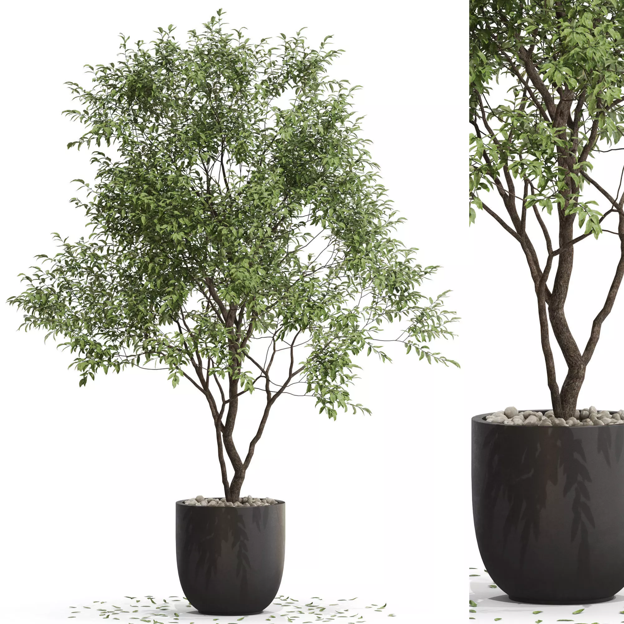 Plants collection 659 3D model