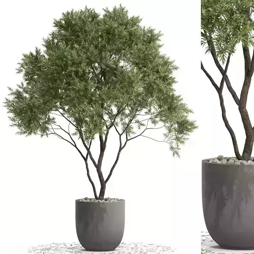 Plants collection 670 3D model