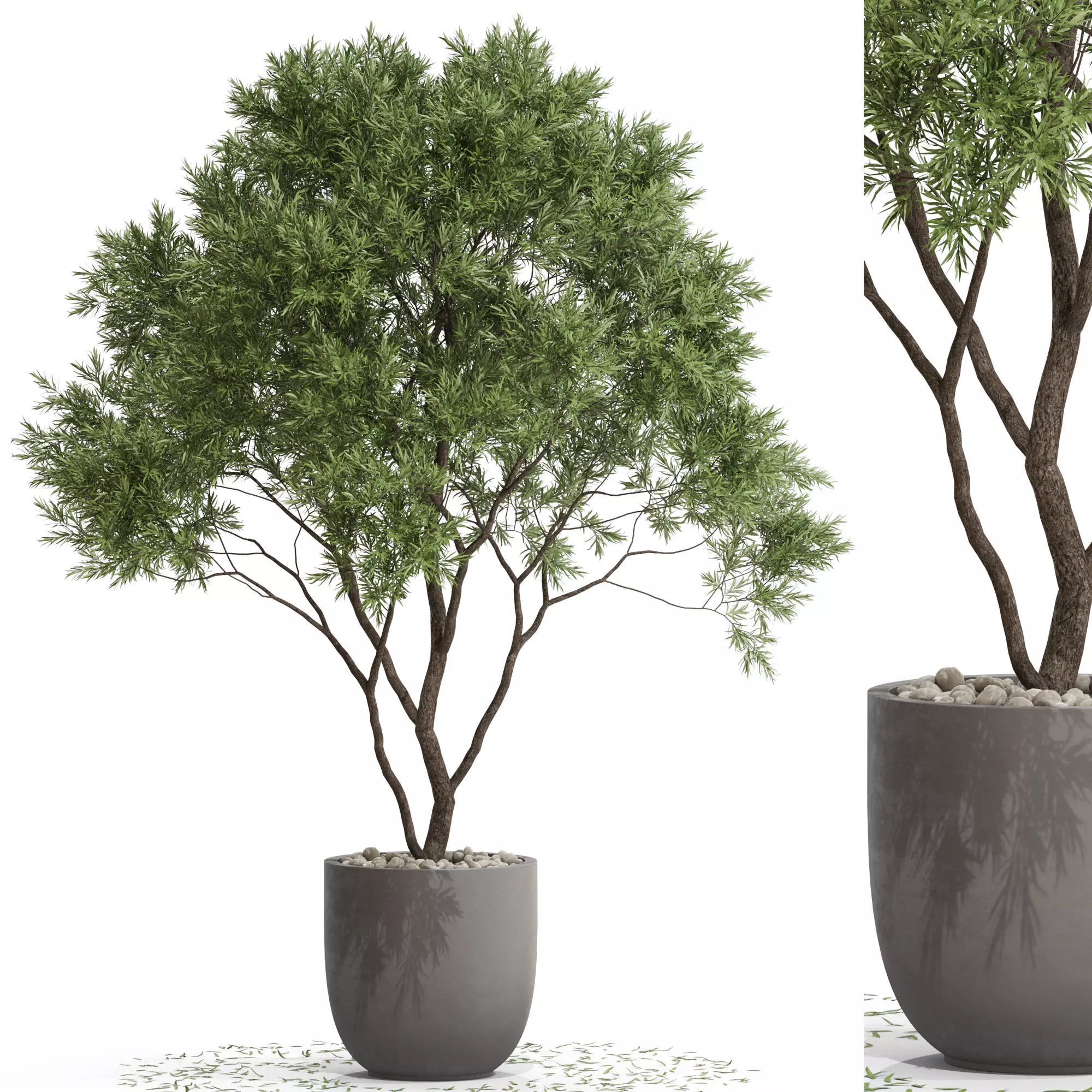 Plants collection 670 3D model_0