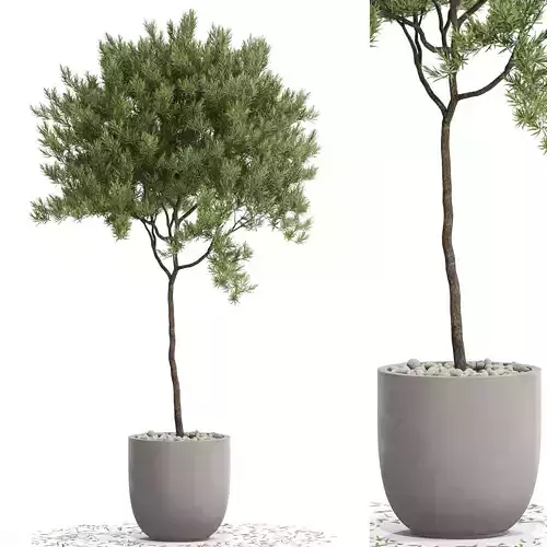Plants collection 671 3D model