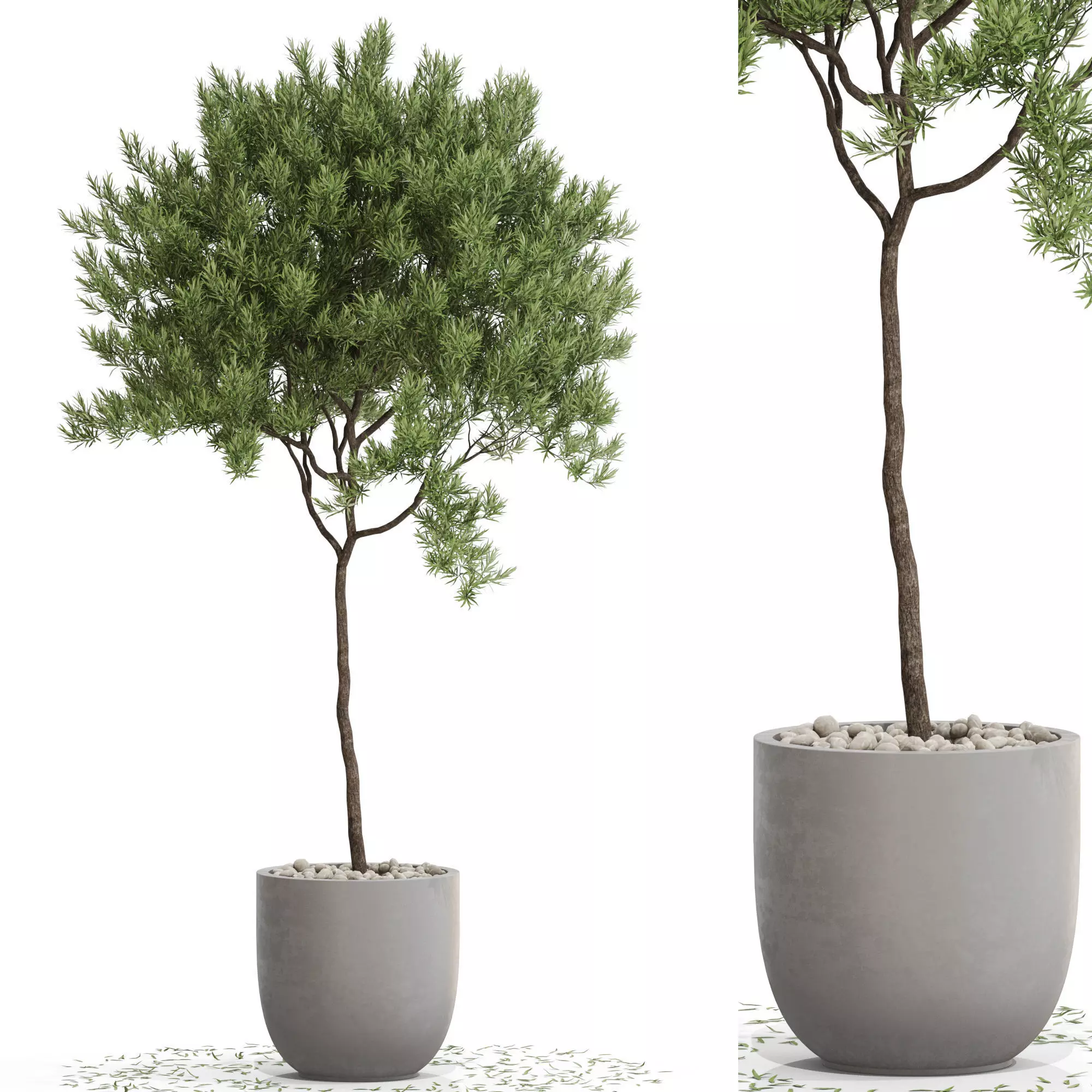 Plants collection 671 3D model_0