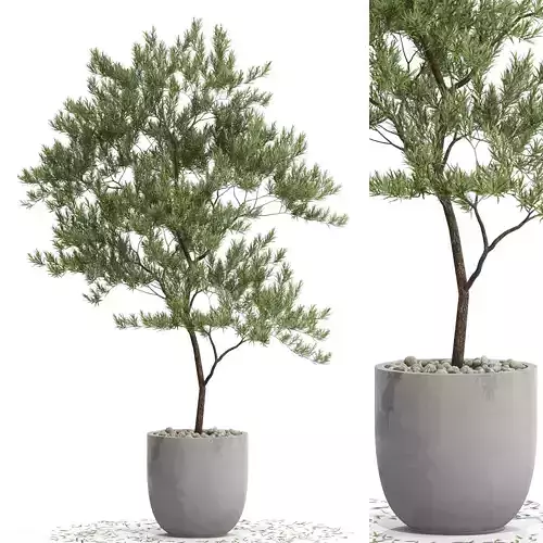 Plants collection 672 3D model