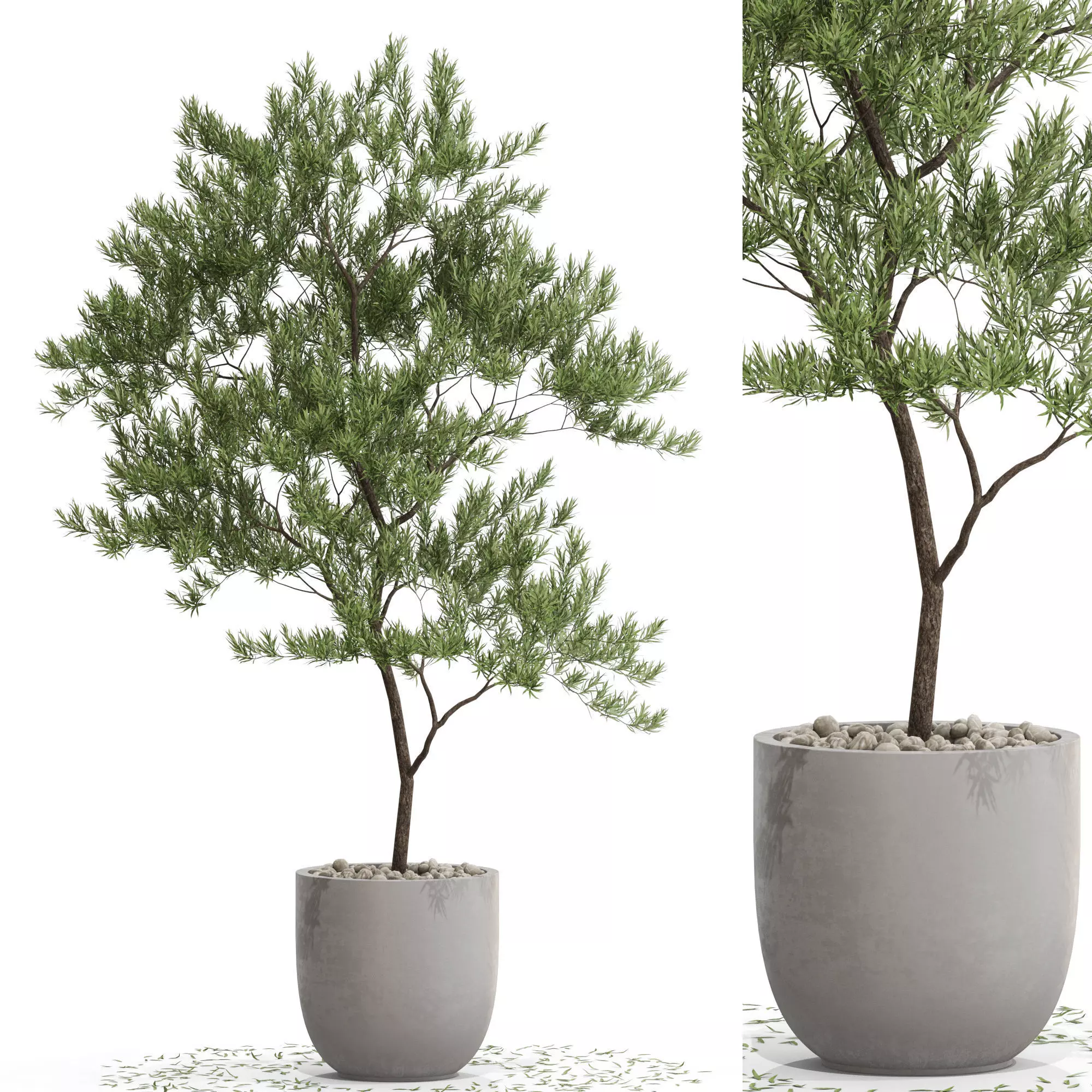 Plants collection 672 3D model_0