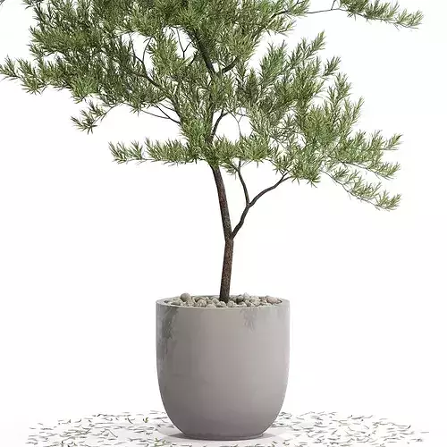 Plants collection 672