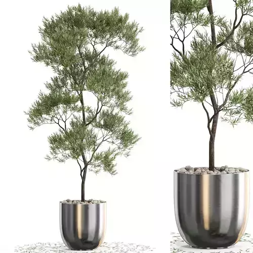 Plants collection 673 3D model