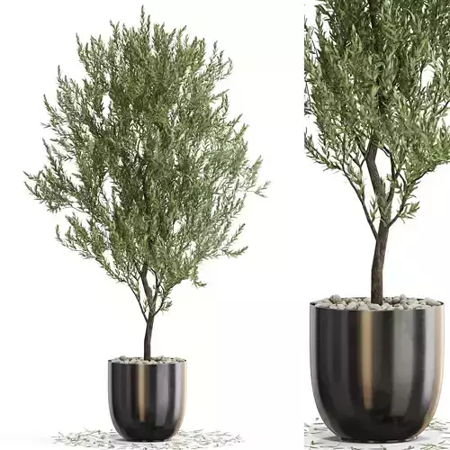 Plants collection 675