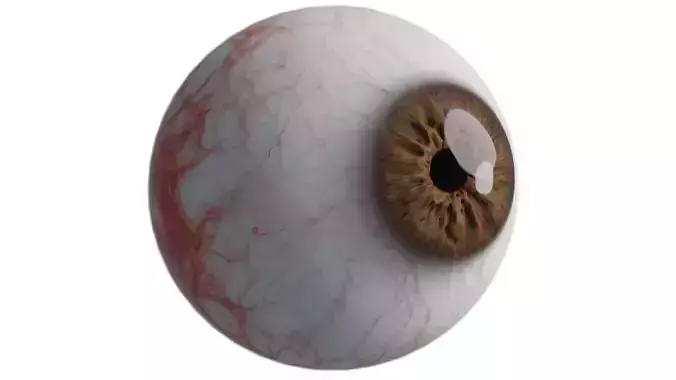 photo realistic human eyeball 3D model