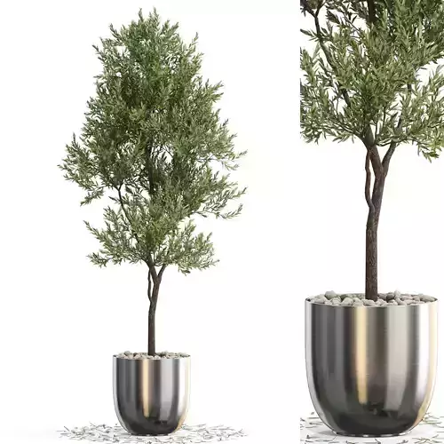 Plants collection 676