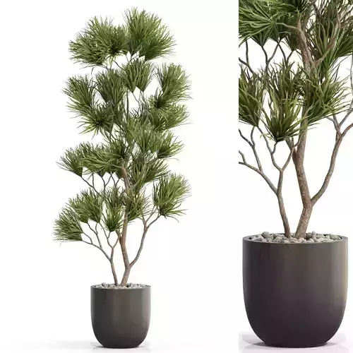 Plants collection 677