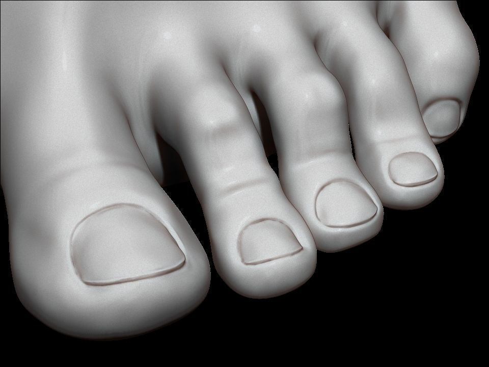 high poly model of feet 3D print model_10