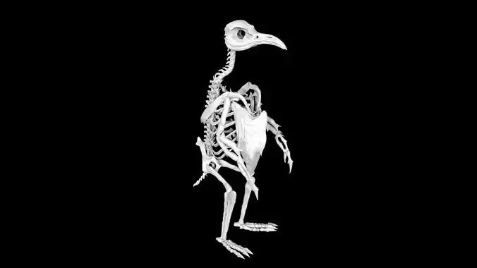 Penguin skeleton Low-poly 3D model