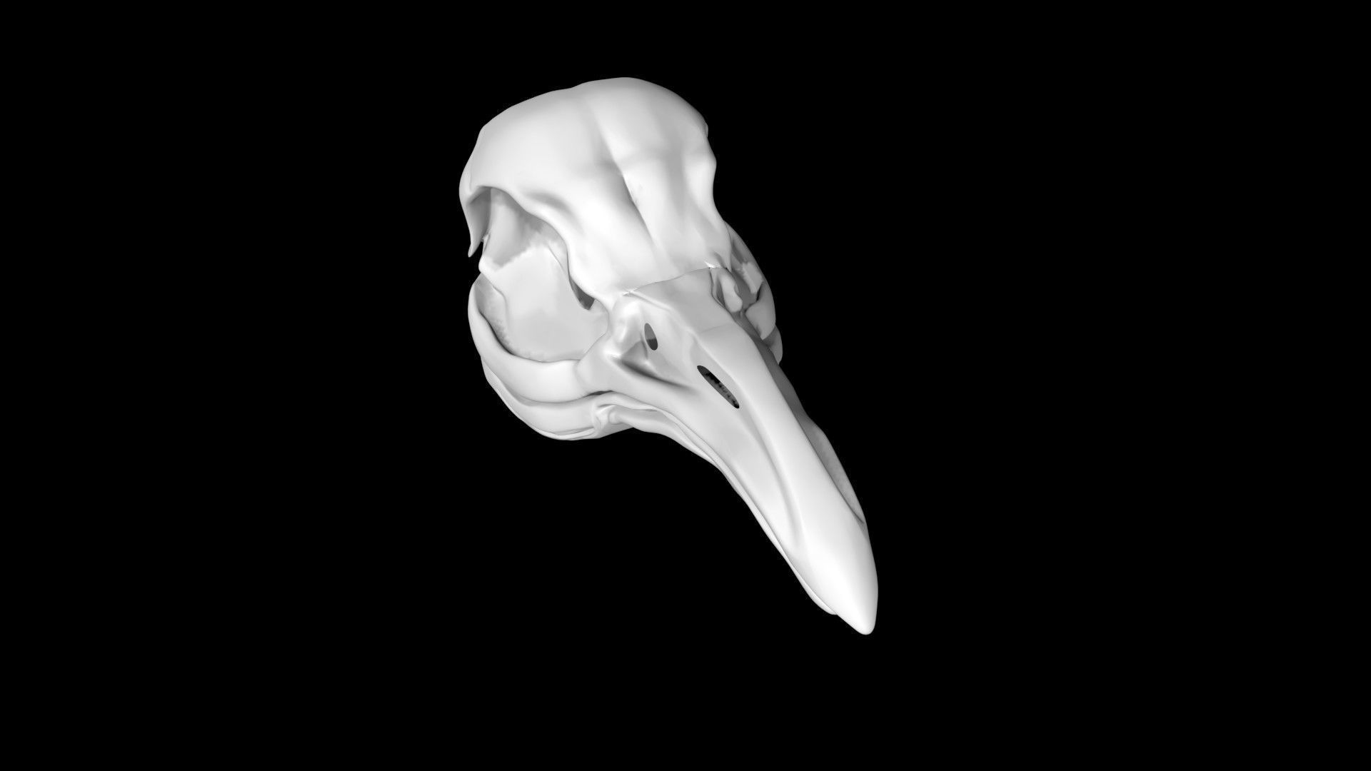 Penguin skull Low-poly 3D model_2