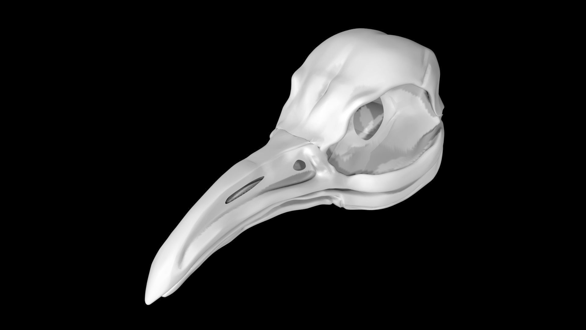 Penguin skull Low-poly 3D model_5