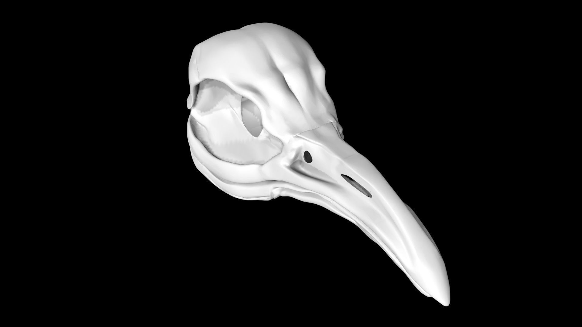 Penguin skull Low-poly 3D model_1
