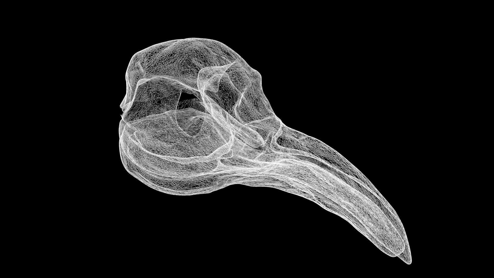 Penguin skull Low-poly 3D model_7