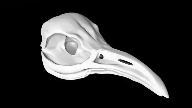 Penguin skull