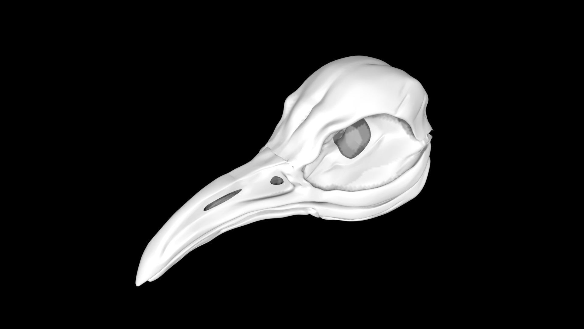 Penguin skull Low-poly 3D model_3