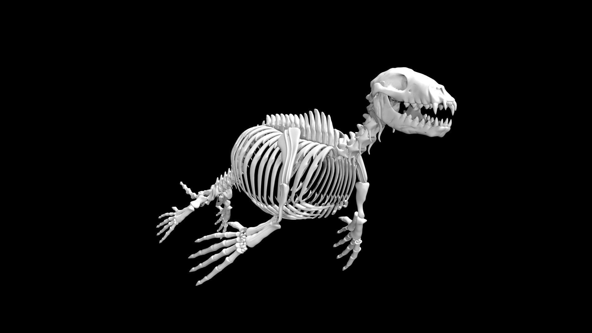 Seal skeleton Low-poly 3D model_5