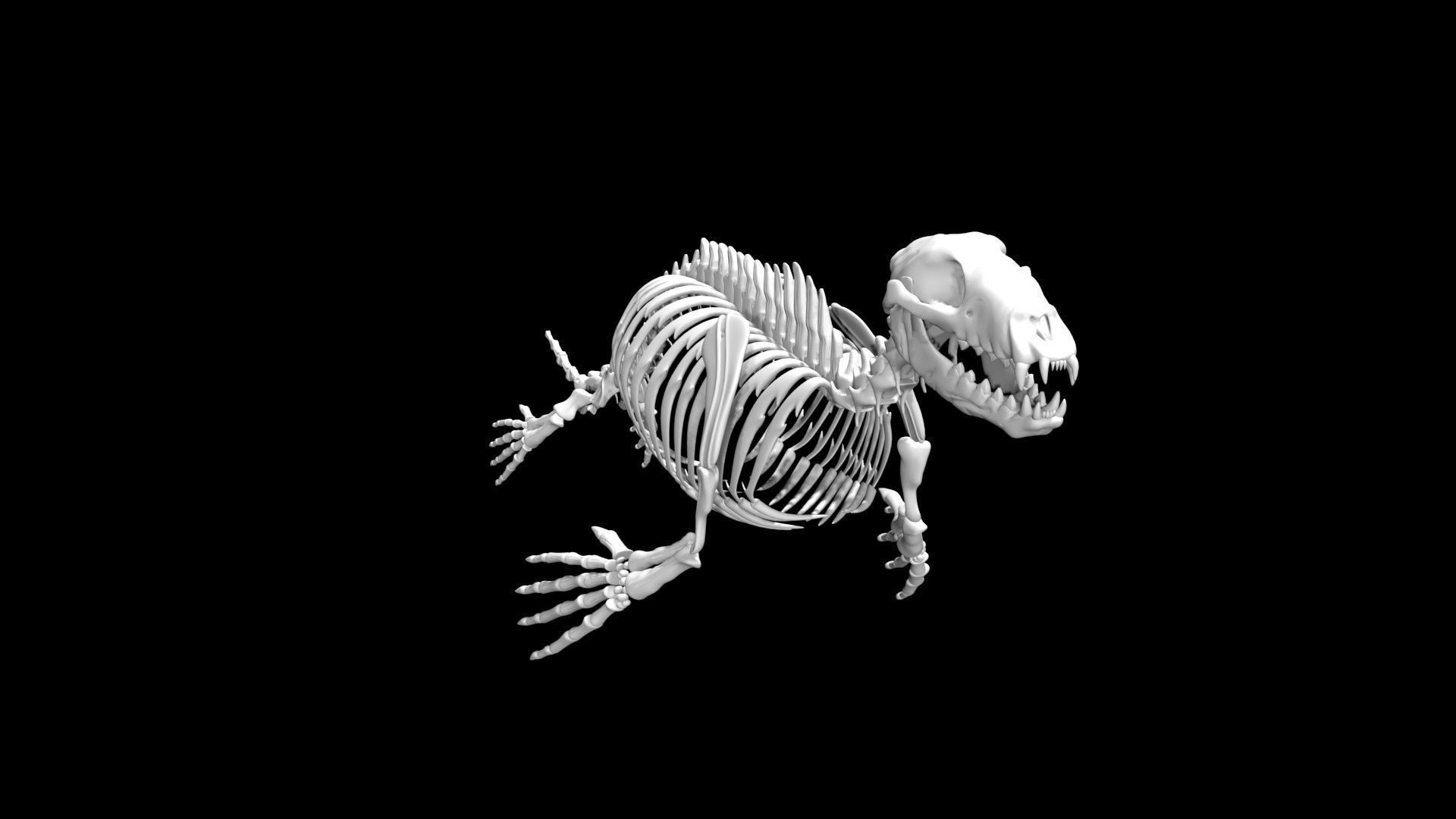 Seal skeleton Low-poly 3D model_7