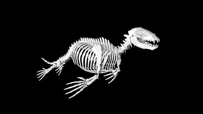 Seal skeleton Low-poly 3D model