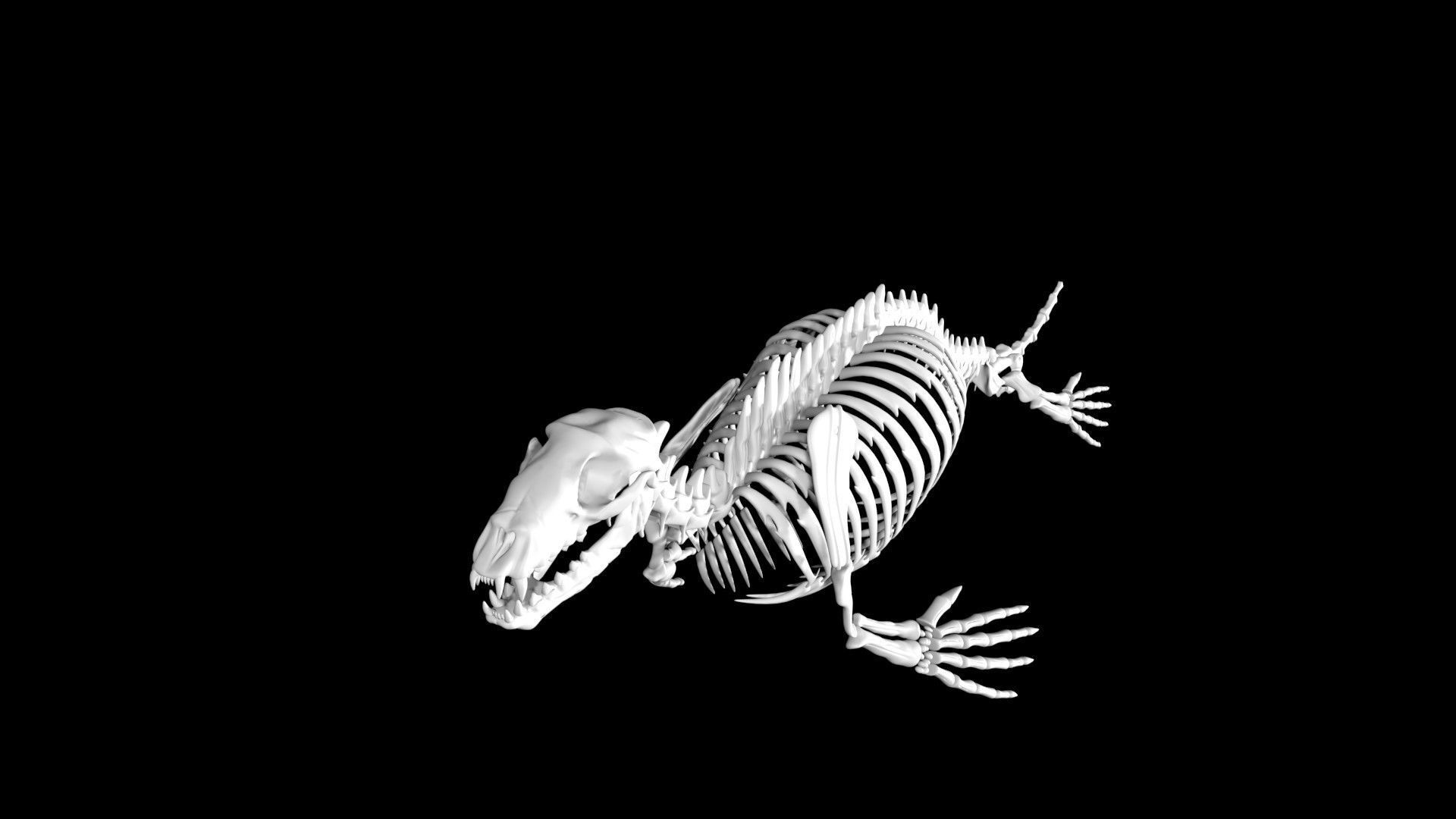 Seal skeleton Low-poly 3D model_2