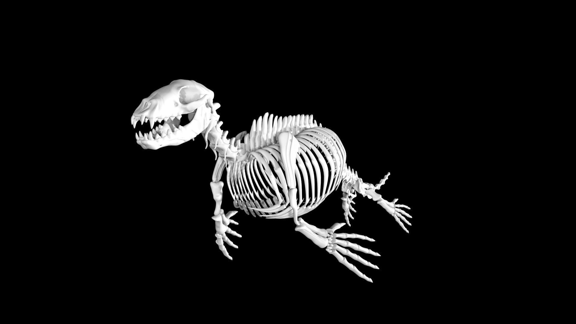 Seal skeleton Low-poly 3D model_3