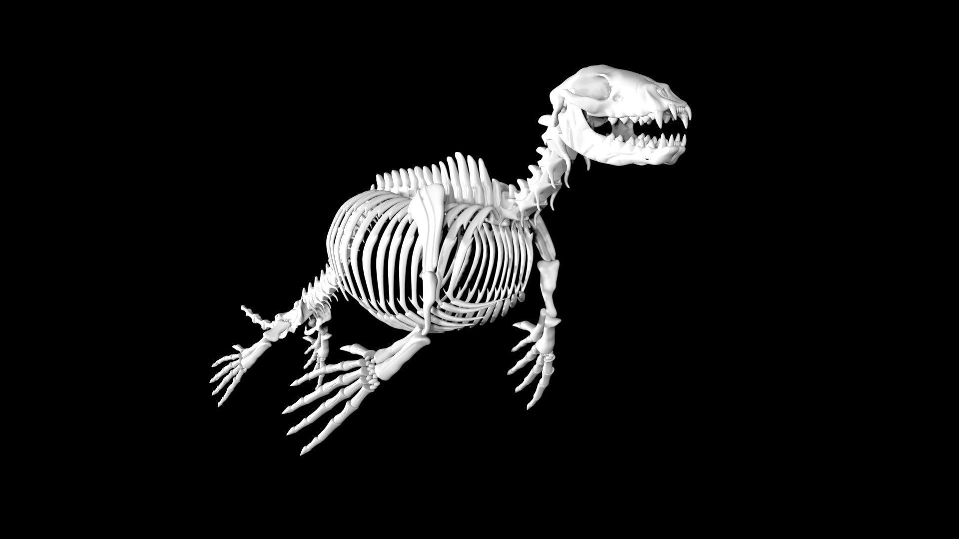 Seal skeleton Low-poly 3D model_1