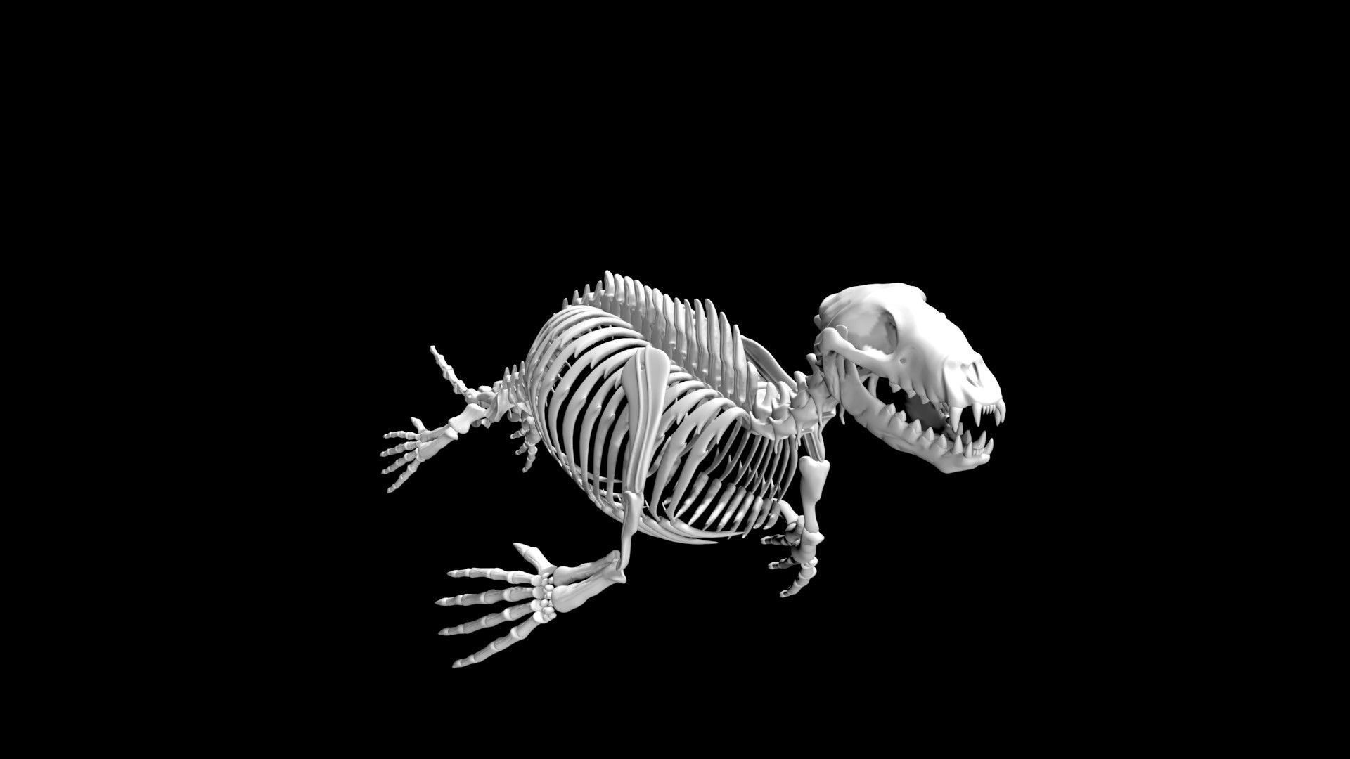 Seal skeleton Low-poly 3D model_4