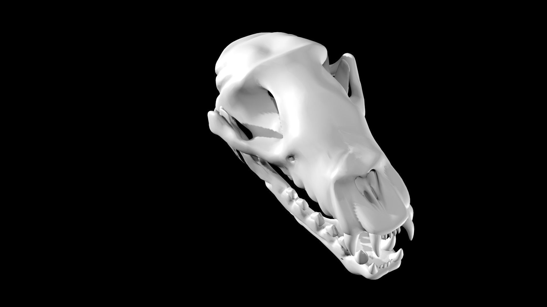 Seal skull Low-poly 3D model_4