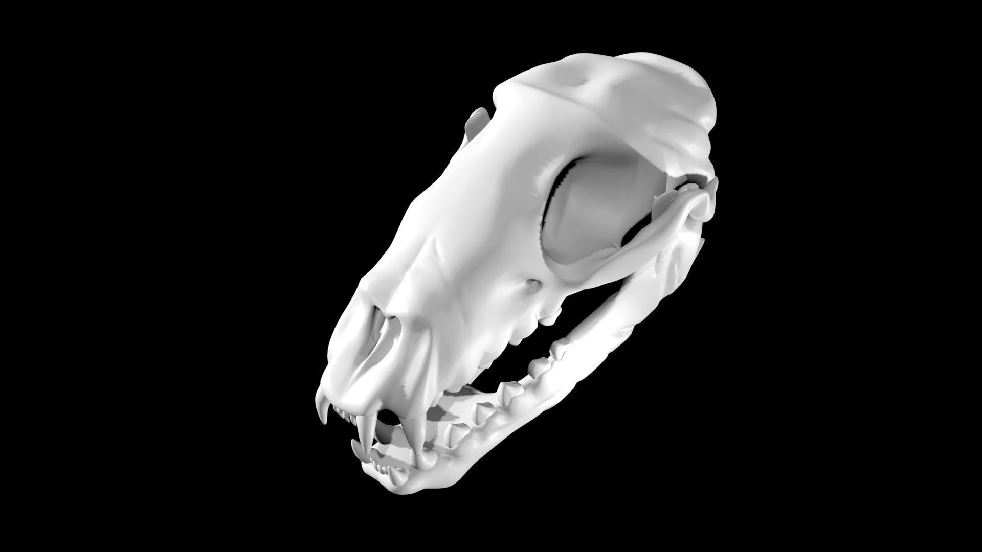 Seal skull Low-poly 3D model_7