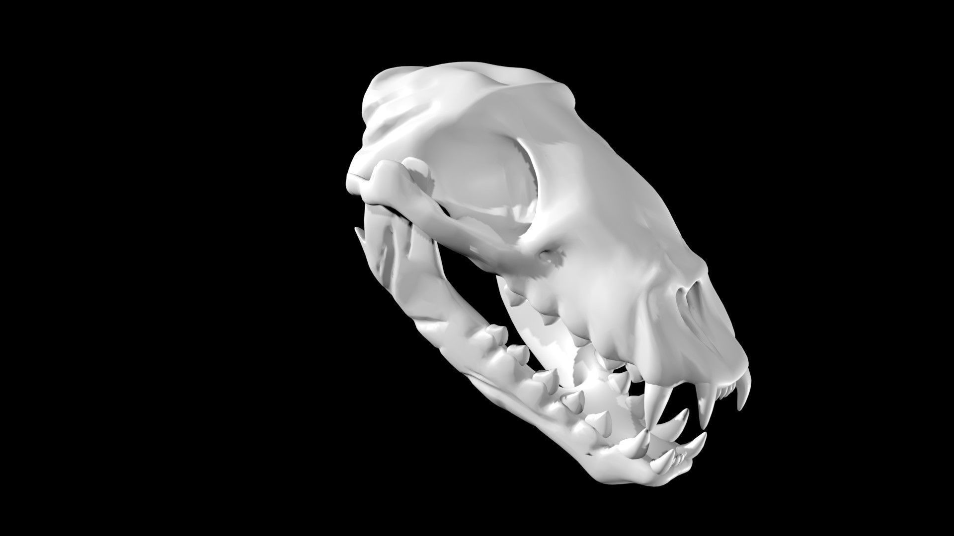 Seal skull Low-poly 3D model_1
