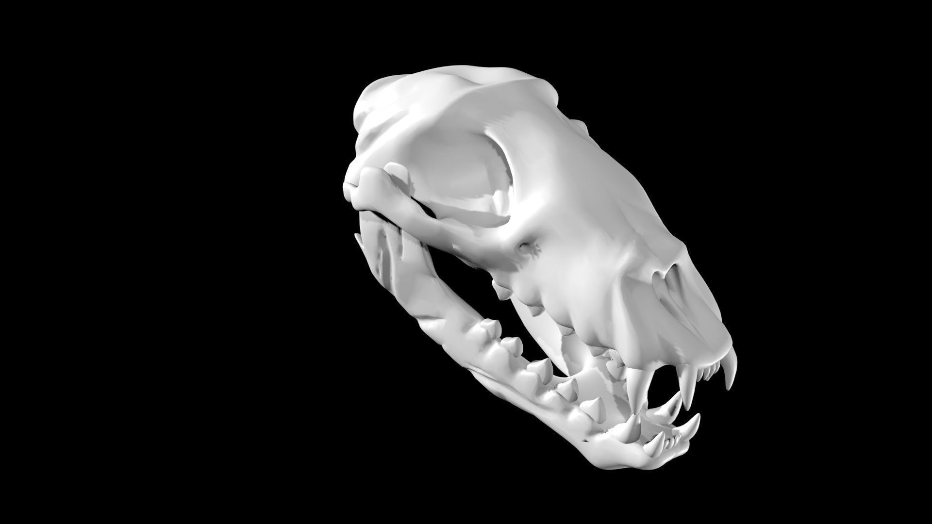 Seal skull Low-poly 3D model_5