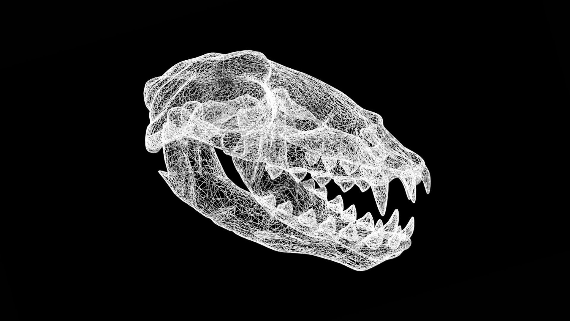 Seal skull Low-poly 3D model_8