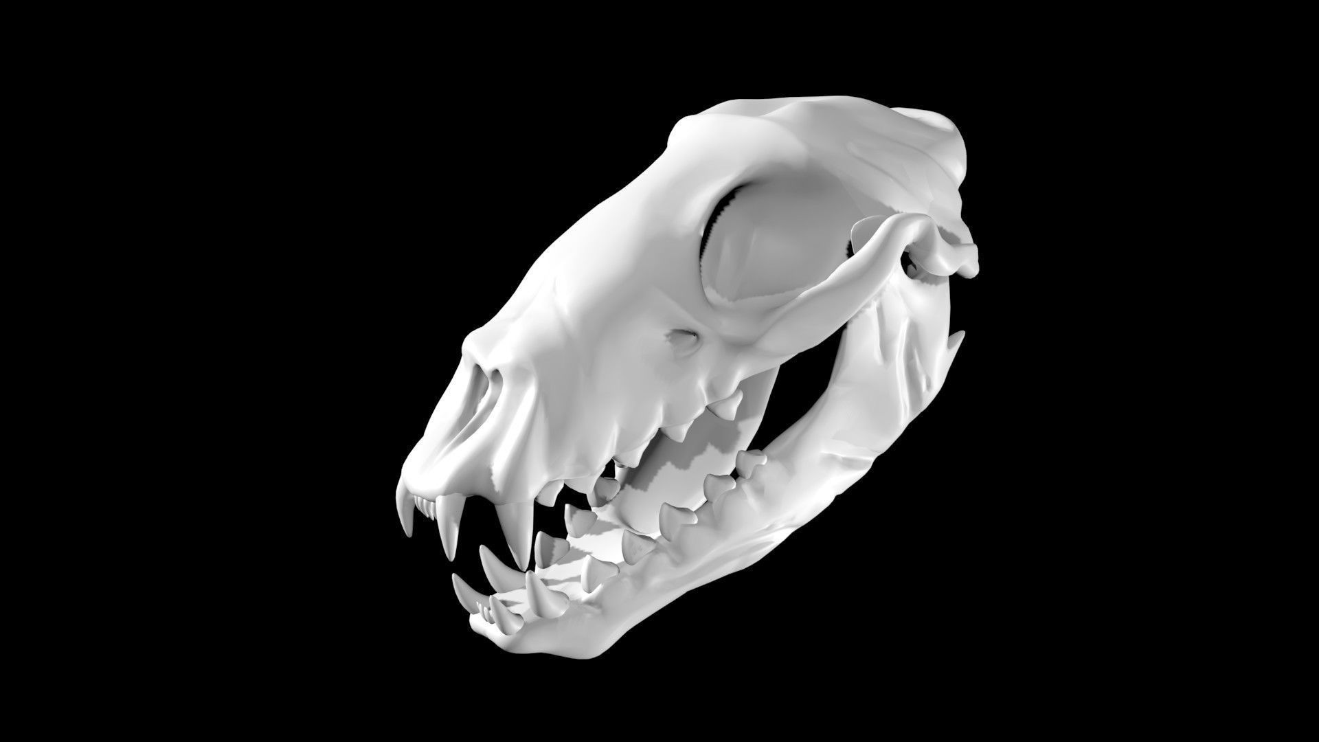 Seal skull Low-poly 3D model_6