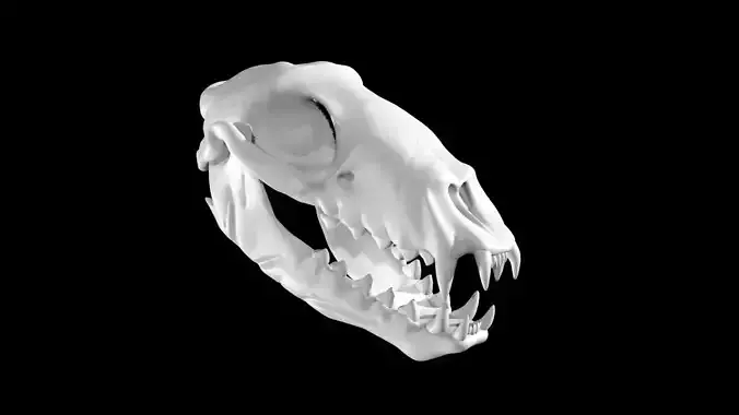 Seal skull