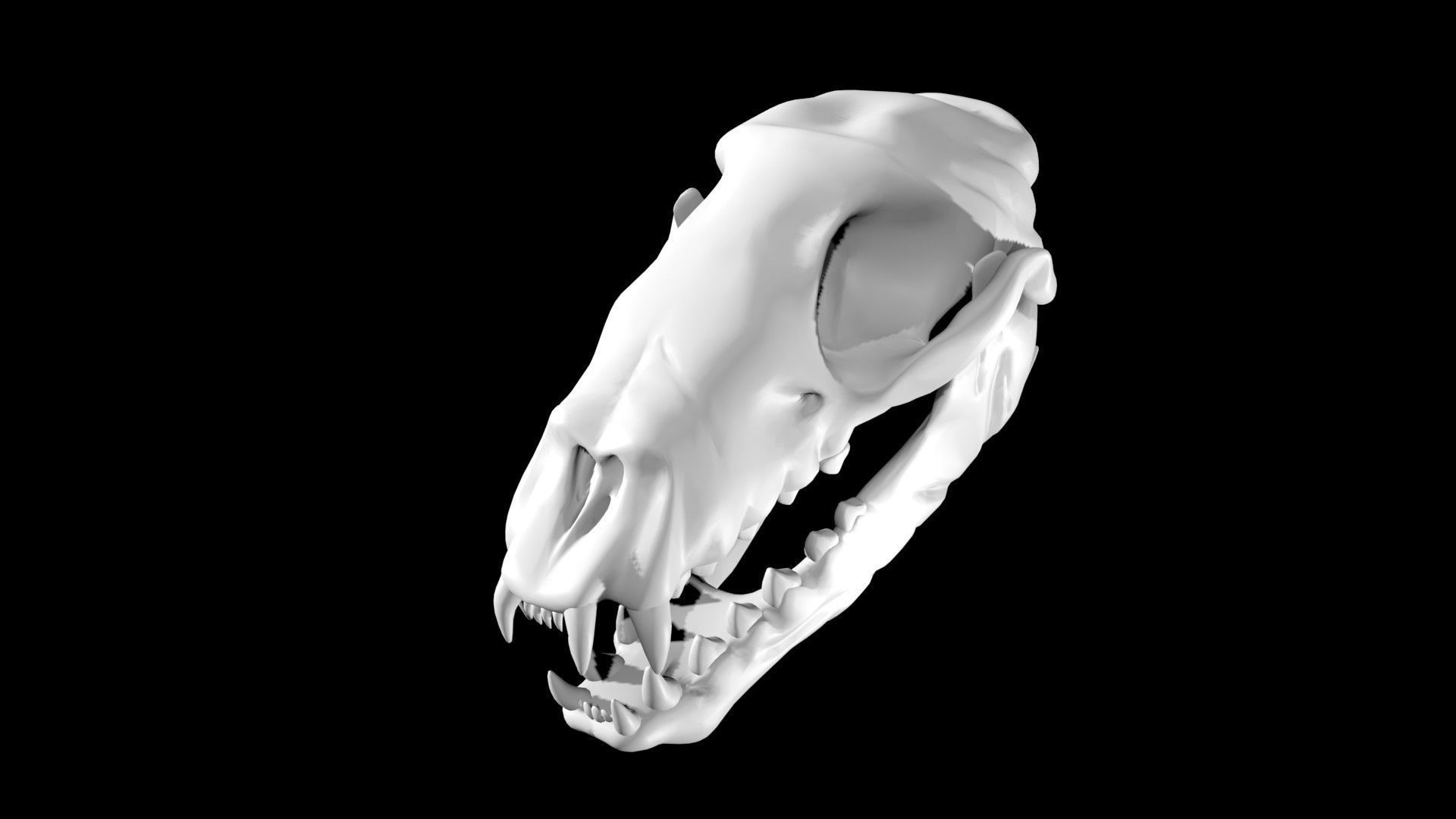 Seal skull Low-poly 3D model_3