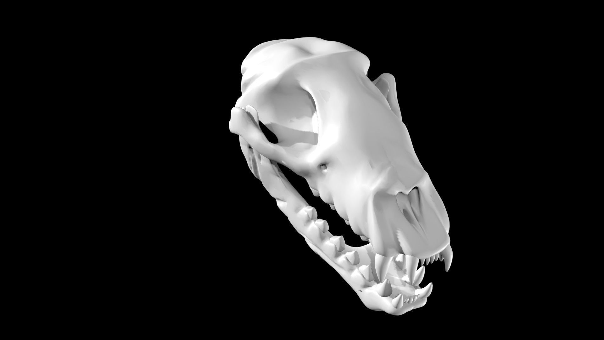 Seal skull Low-poly 3D model_2