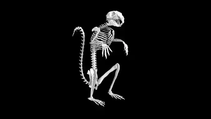 Squirrel skeleton Low-poly 3D model
