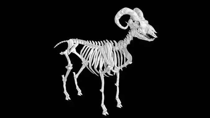 Sheep skeleton Low-poly 3D model