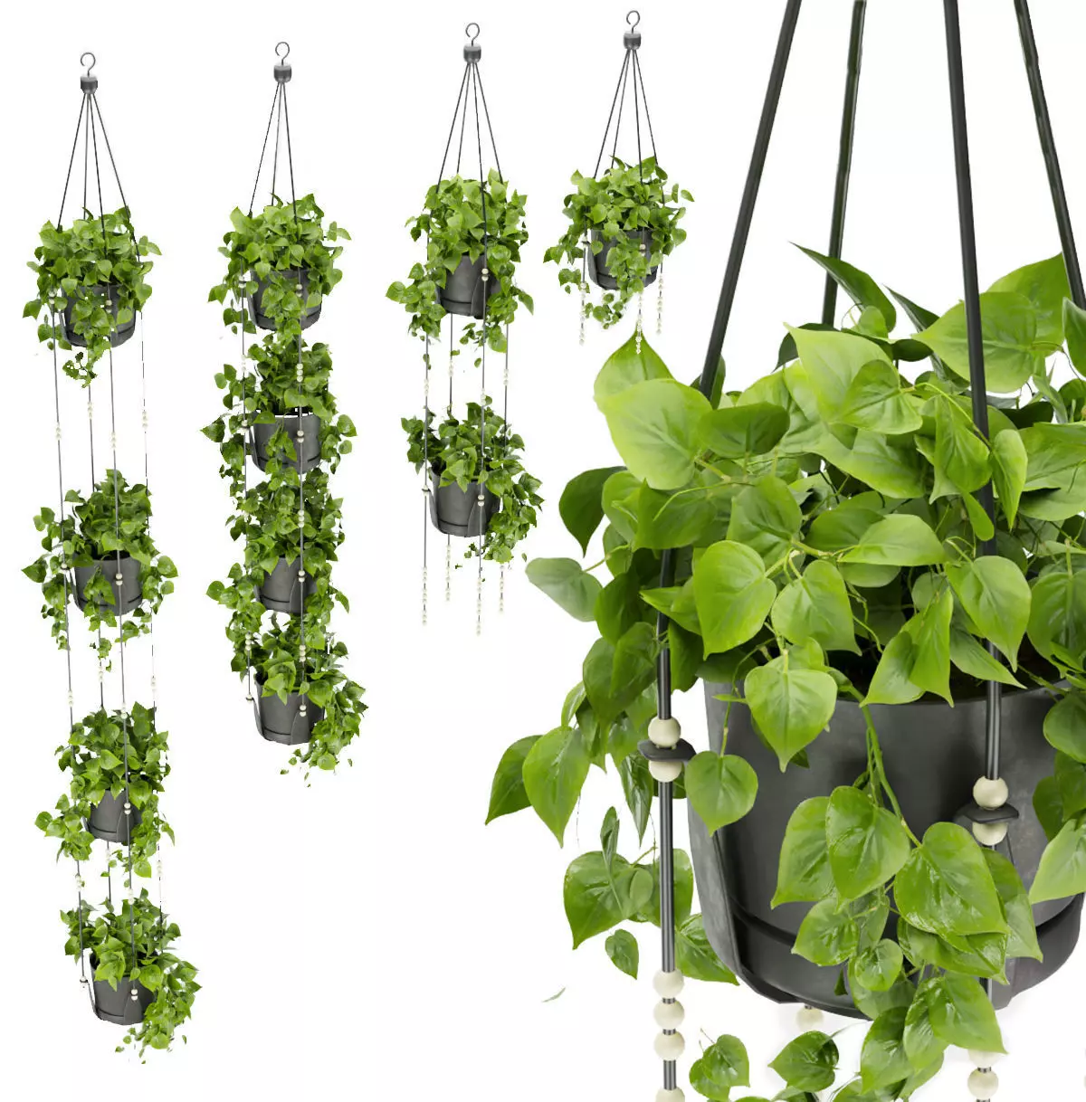 Collection plant vol 336 - pothos - hanging - ampelous 3D model_0