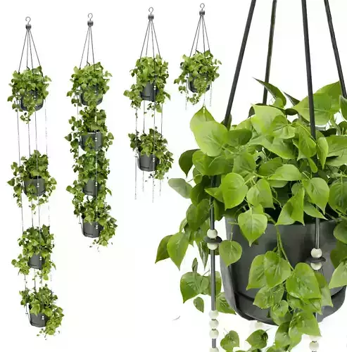 Collection plant vol 336 - pothos - hanging - ampelous 3D model