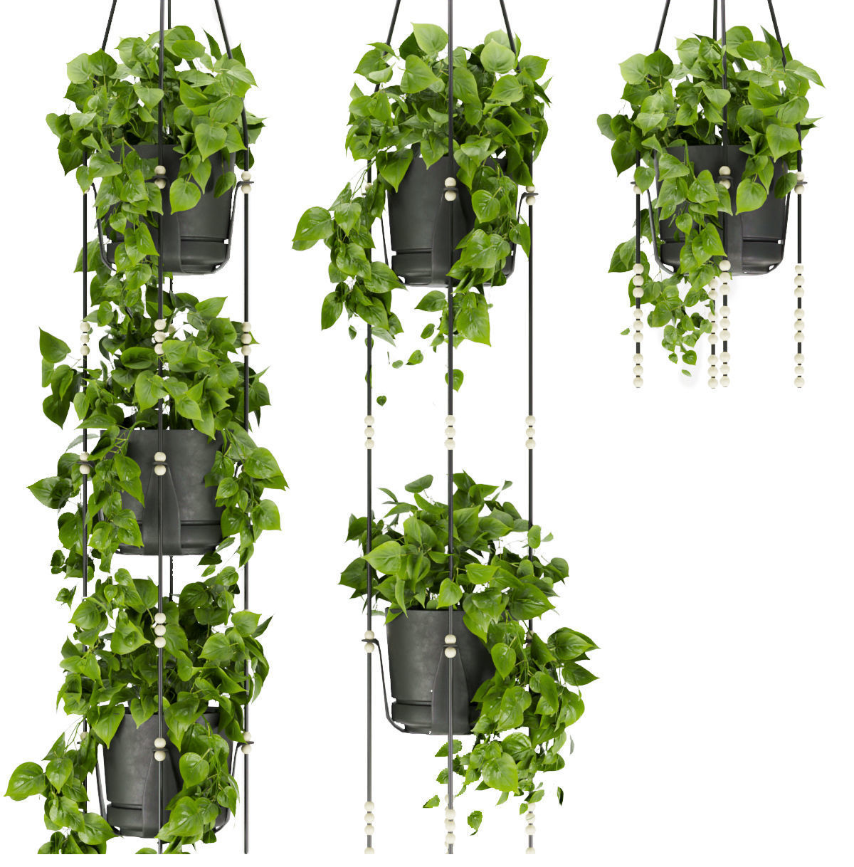 Collection plant vol 336 - pothos - hanging - ampelous 3D model_1