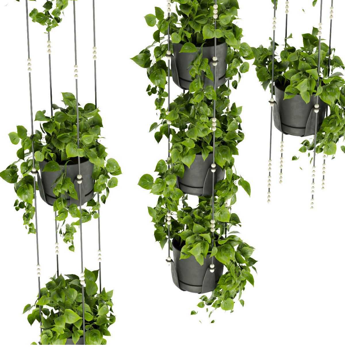 Collection plant vol 336 - pothos - hanging - ampelous 3D model_2