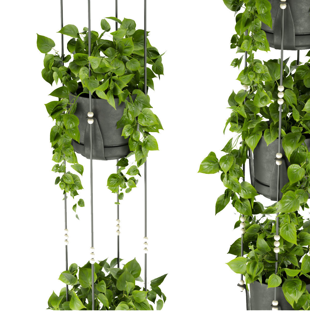 Collection plant vol 336 - pothos - hanging - ampelous 3D model_3