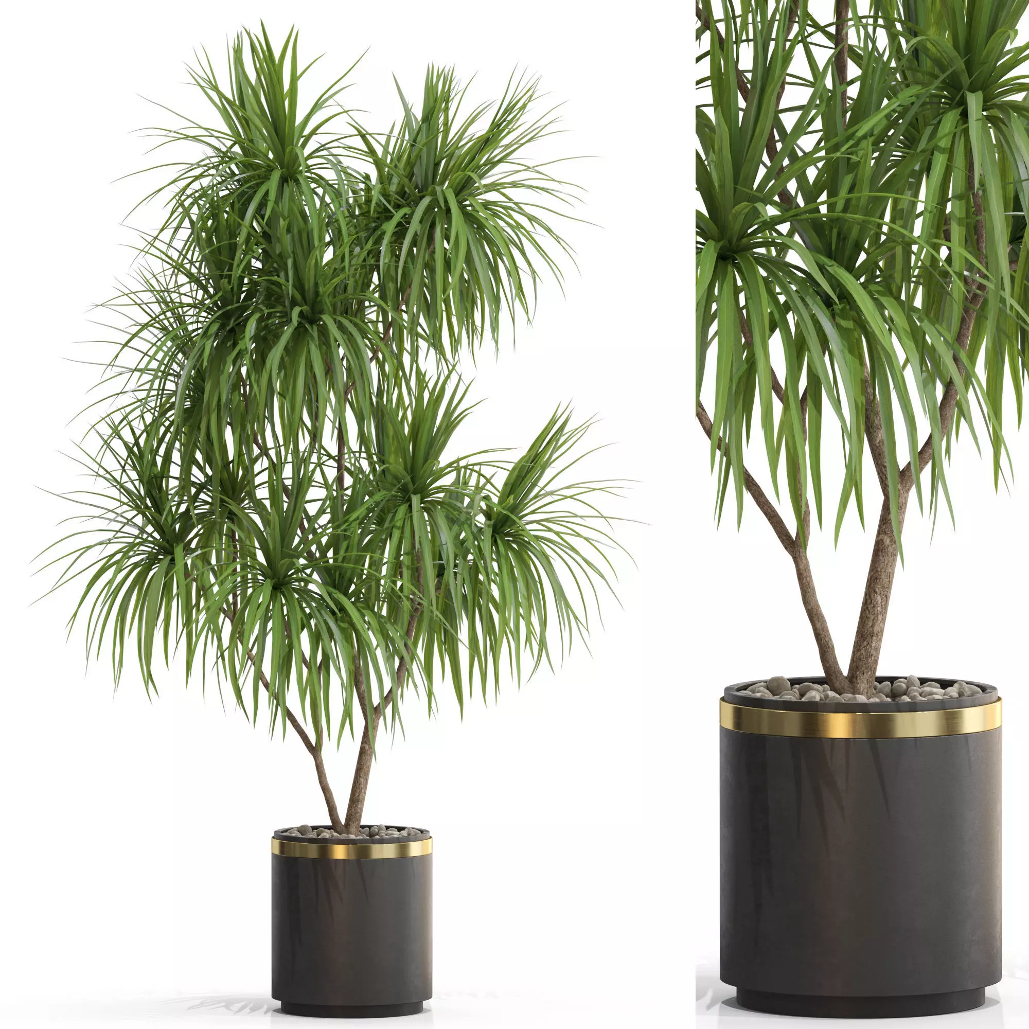 Plants collection 680 3D model_0