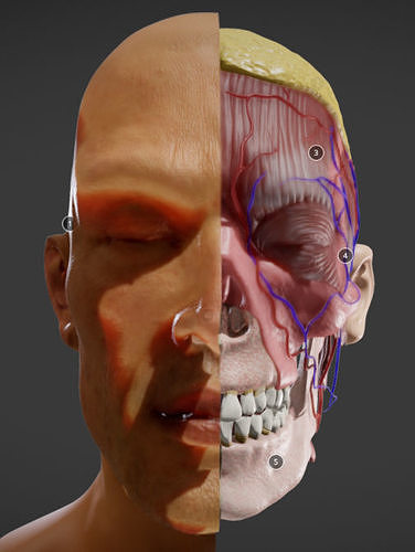 Facial Anatomy Layers Low-poly 3D model