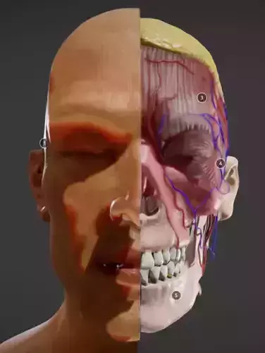 Facial Anatomy Layers Low-poly 3D model