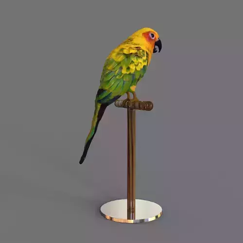 Parrot Conuro del Sole