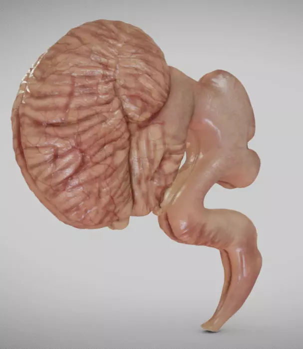 Fetal brain week eight Low-poly 3D model_0